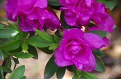 バラじゃないよ