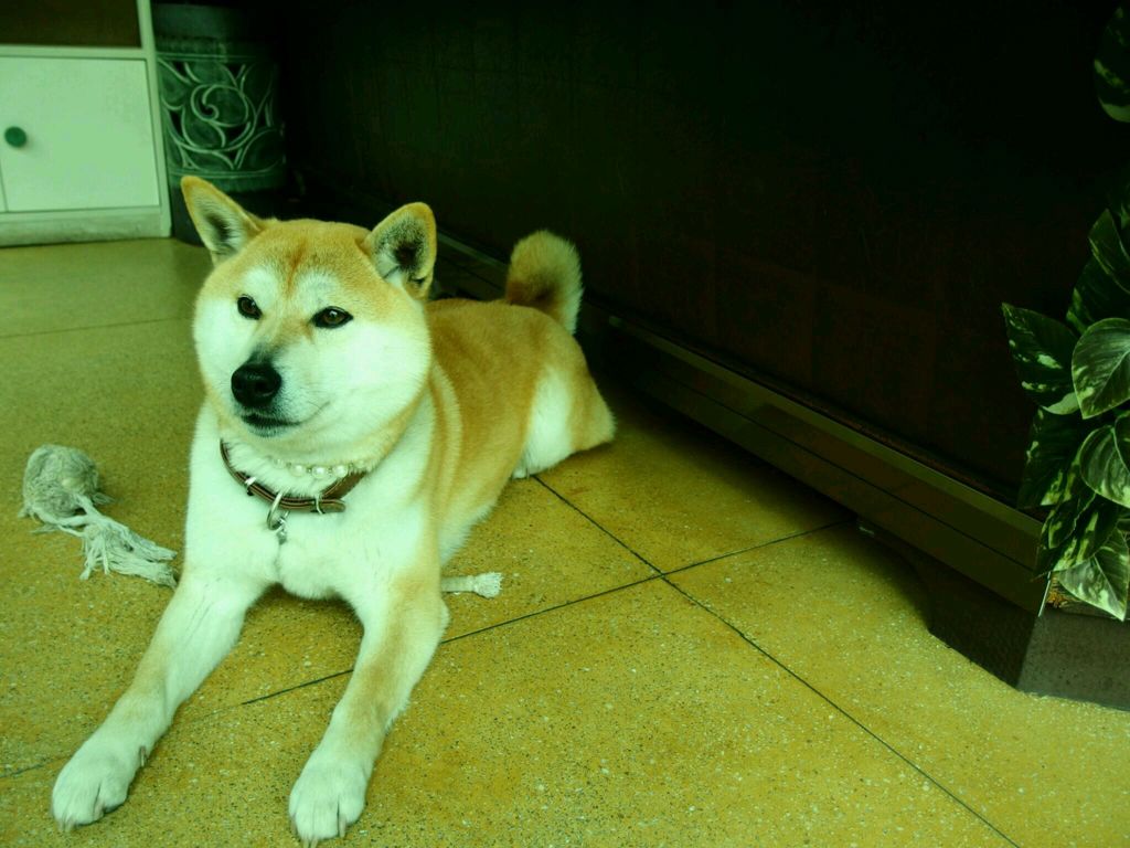 犬に真珠