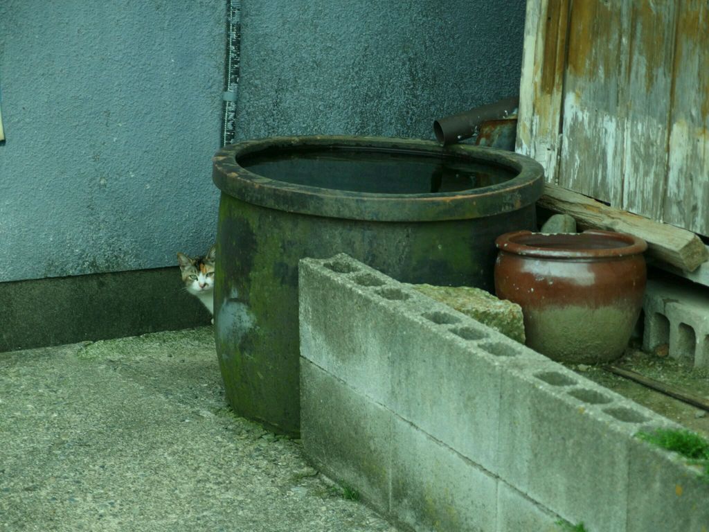 こっそり猫