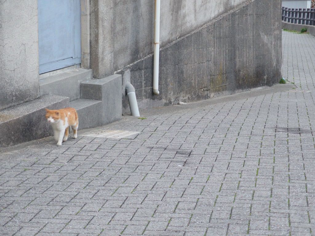 ねこの道