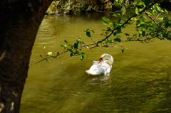 swan