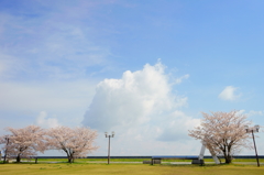 桜雲