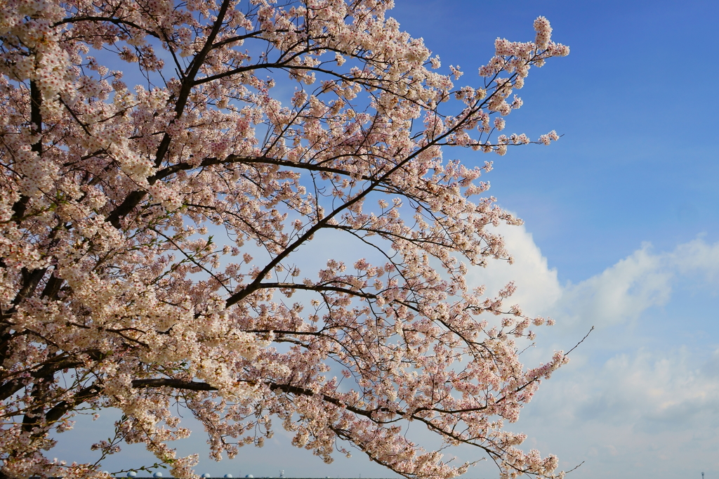 空。桜。