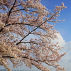 空。桜。