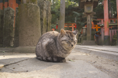 神社にお住まいの猫サマ。