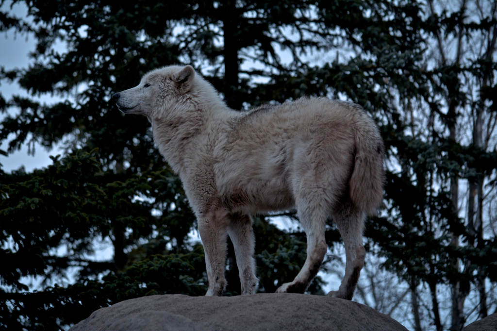 かっこつけてるけど別に山の主とかじゃないんで・・・