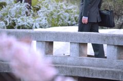 仕事帰りに花見に。