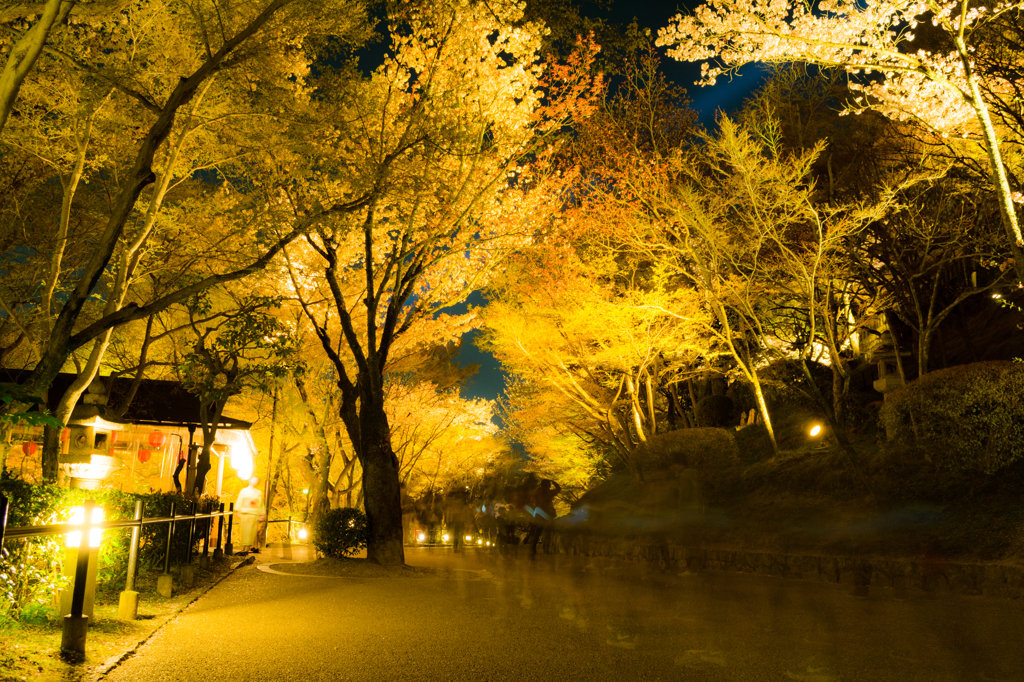 夜桜