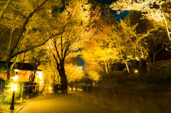 夜桜
