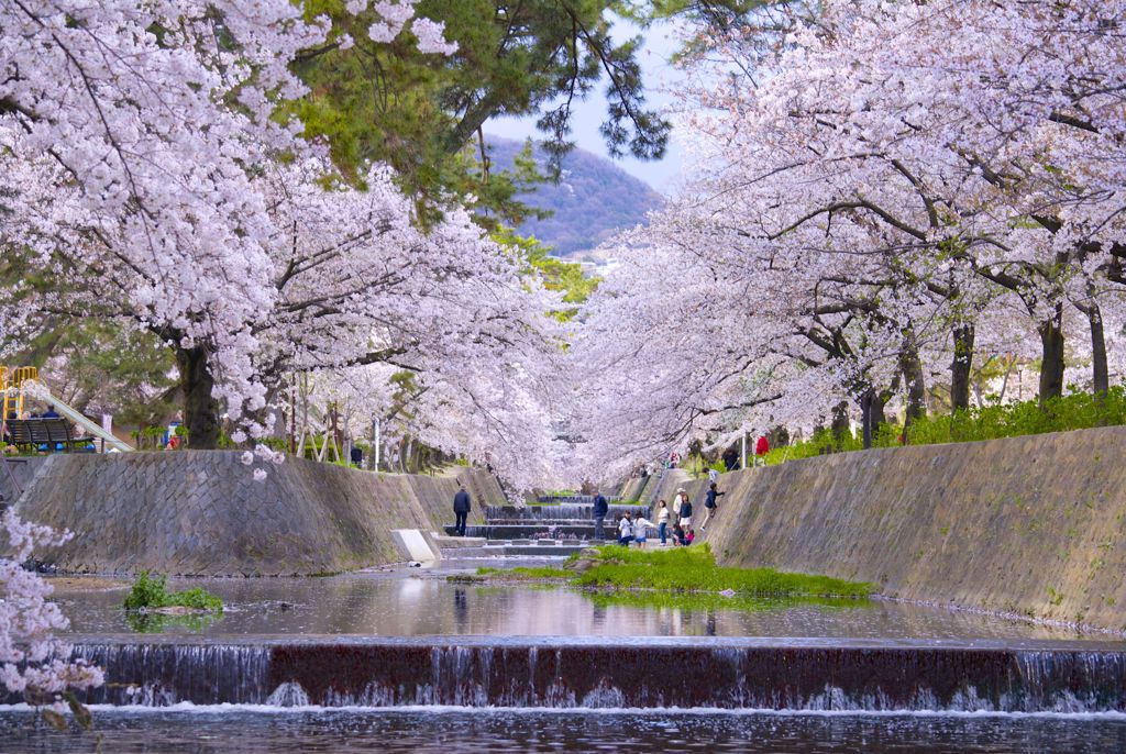 満開の桜