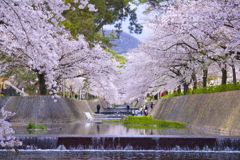 満開の桜