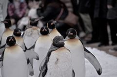ペンギン隊長