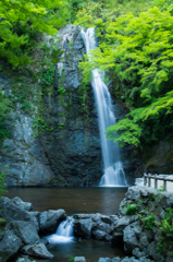 新緑の滝