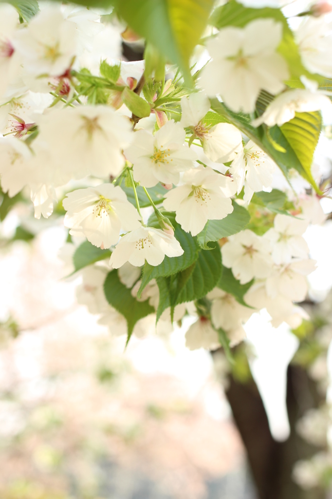 桜と光のシャワー