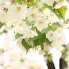 桜と光のシャワー