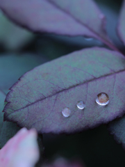 雨あがりの忘れ物