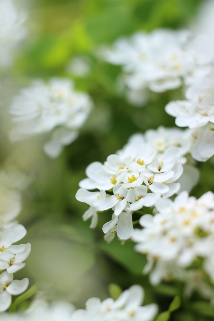 春の雪花