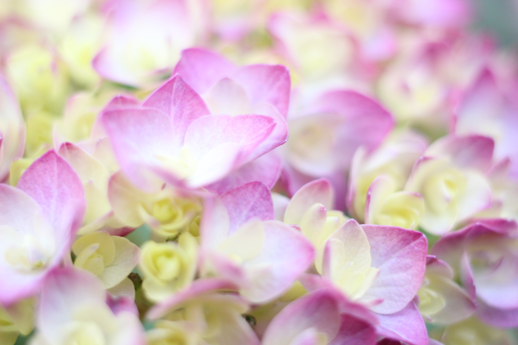 可憐な花びらたち