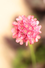 花手毬