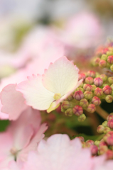 6月の桜色