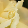 不思議な薔薇