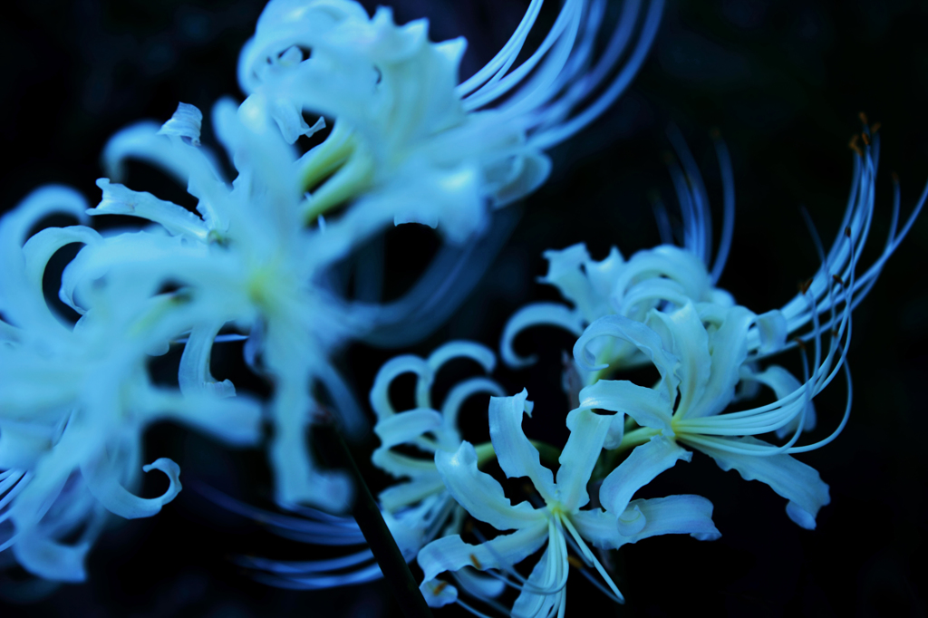 幻想の花