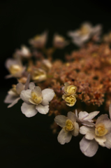 花のティアラ