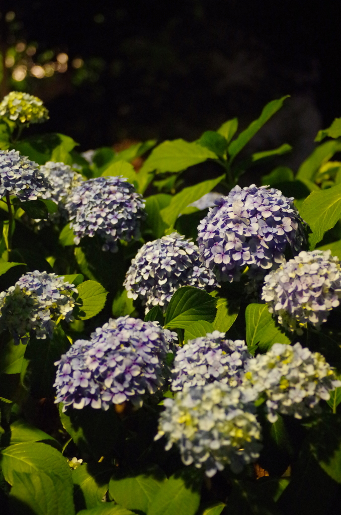 夜の紫陽花