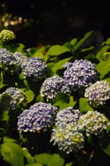 夜の紫陽花