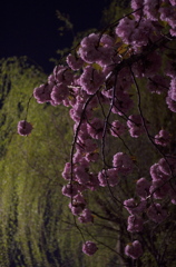 夜桜夜柳