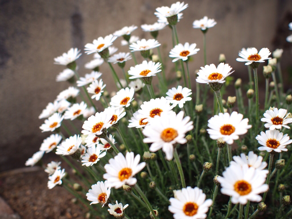 spring