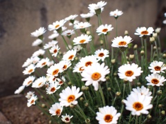 spring