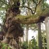 タブノキの巨樹