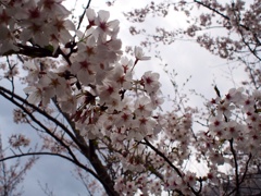 spring
