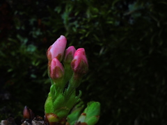 息吹（いぶき）