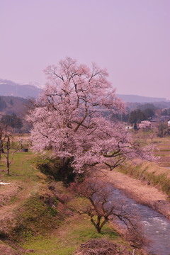 城端の桜