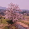 城端の桜