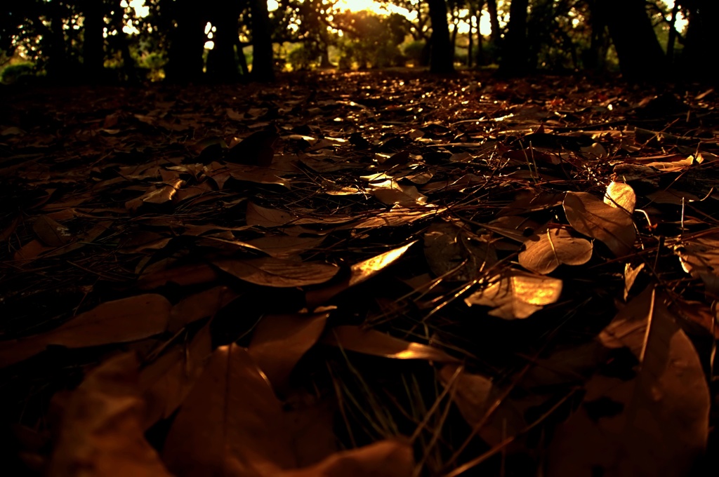 autumn bed