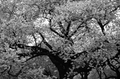 DSCF1517raw