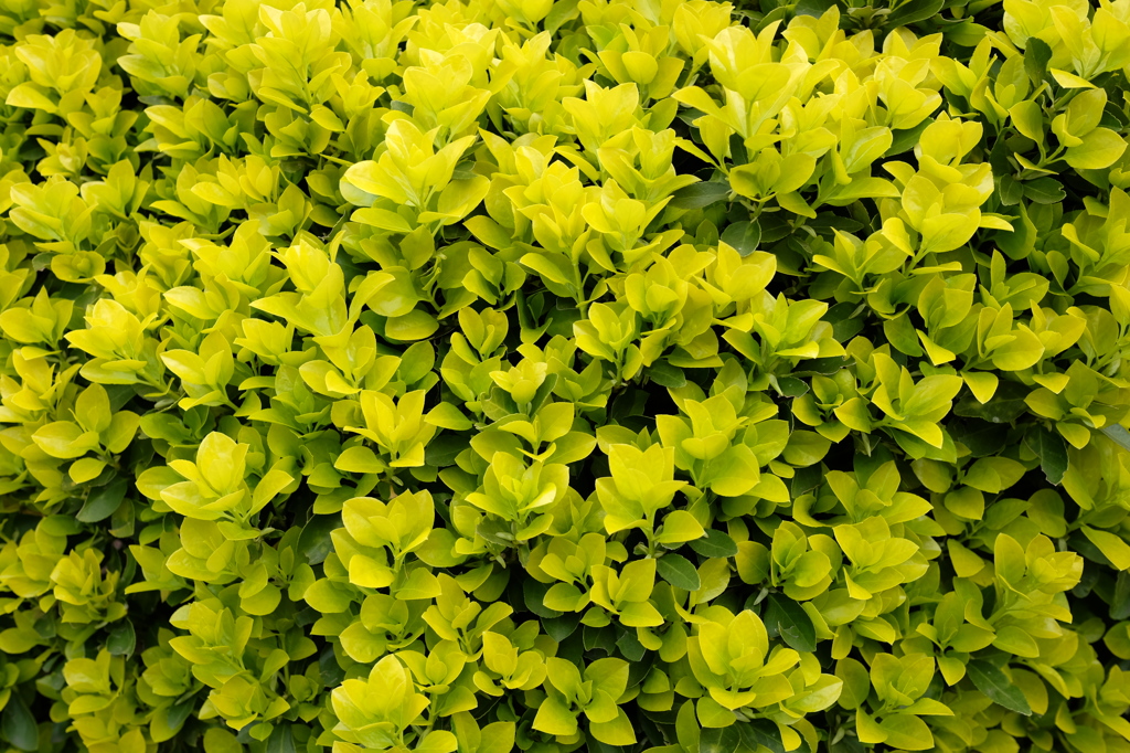 DSCF1192