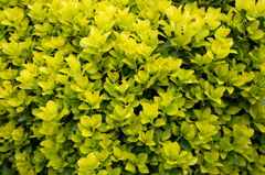DSCF1192