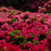 DSCF1242raw