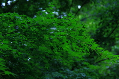 IMG_0487