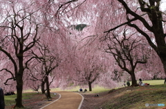 歩く道は桜の美しさ