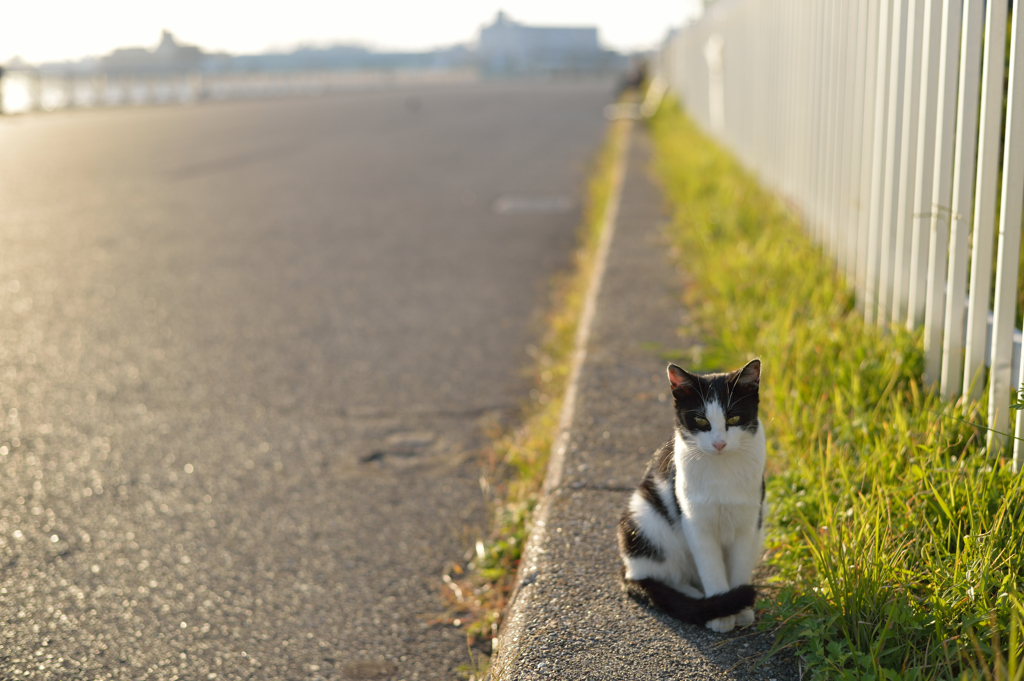 名古屋港は猫がいっぱい