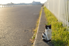 名古屋港は猫がいっぱい
