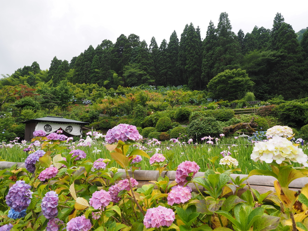 大安禅寺のアジサイと花菖蒲