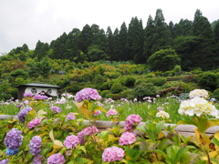 大安禅寺のアジサイと花菖蒲