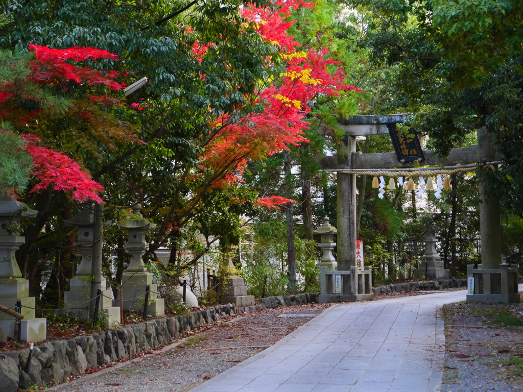 小倉神社の紅葉