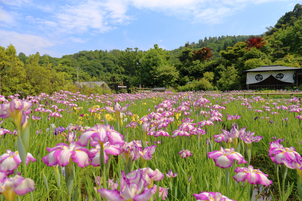 大安禅寺の花菖蒲